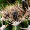 Gymnocalycium _mostii _v.kurtzianum _d2